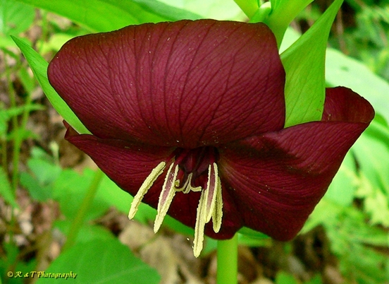 {Trillium vaseyi}